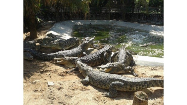 Melaka Crocodile & Recreational Park